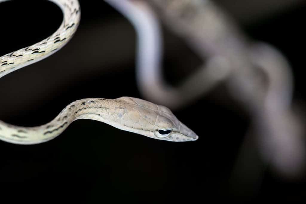 The Asian vine snake is one of the cutest snake breeds in the world.