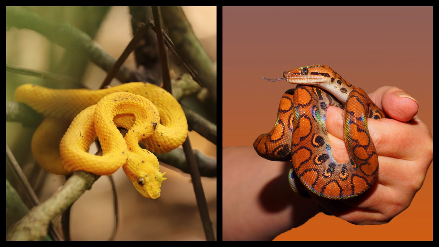 TOP 10 cutest snake breeds in the world, RANKED