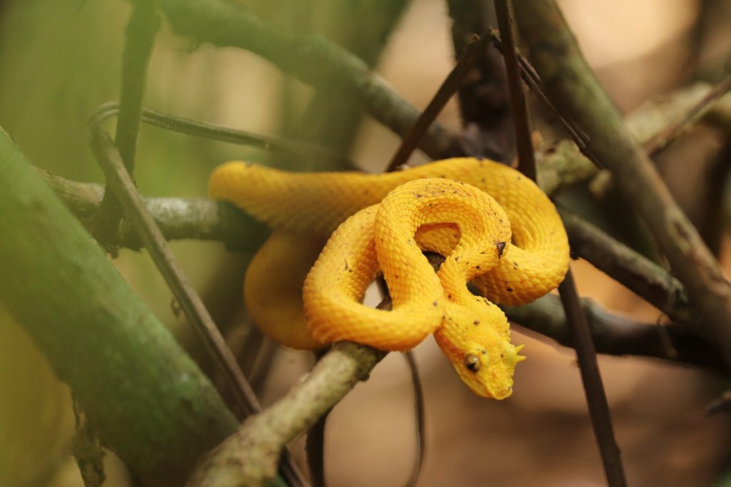 The eyelash viper is so cute.