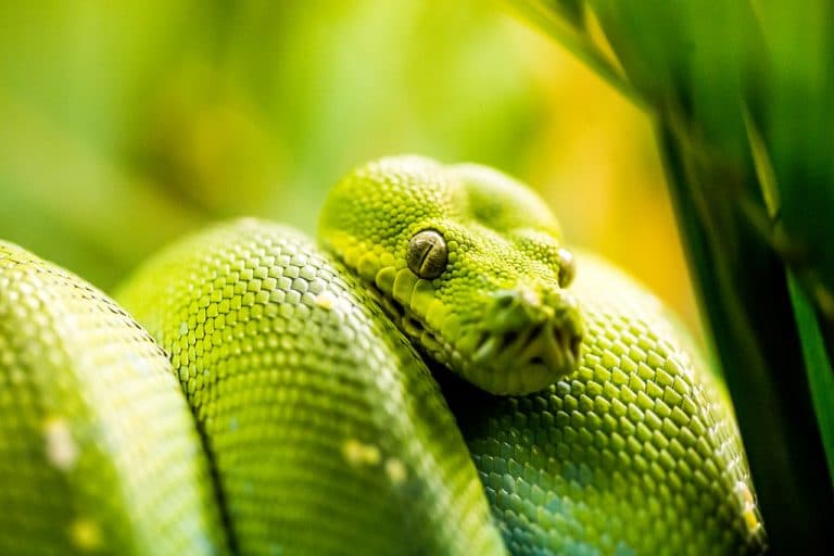 TOP 10 cutest snake breeds in the world, RANKED