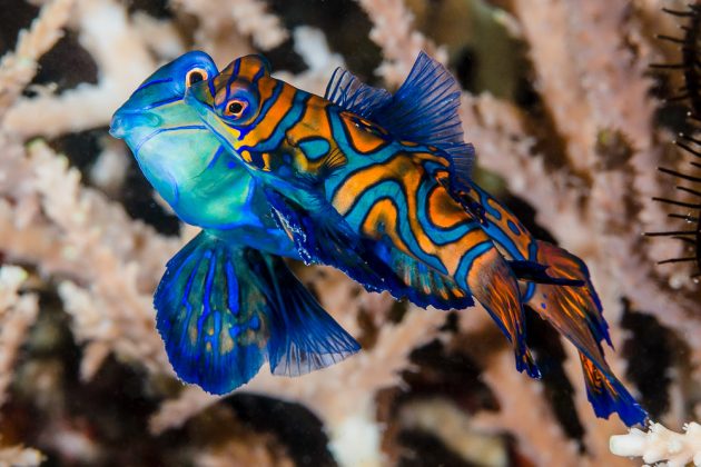 TOP 10 cutest fish breeds ever, RANKED in order of cuteness