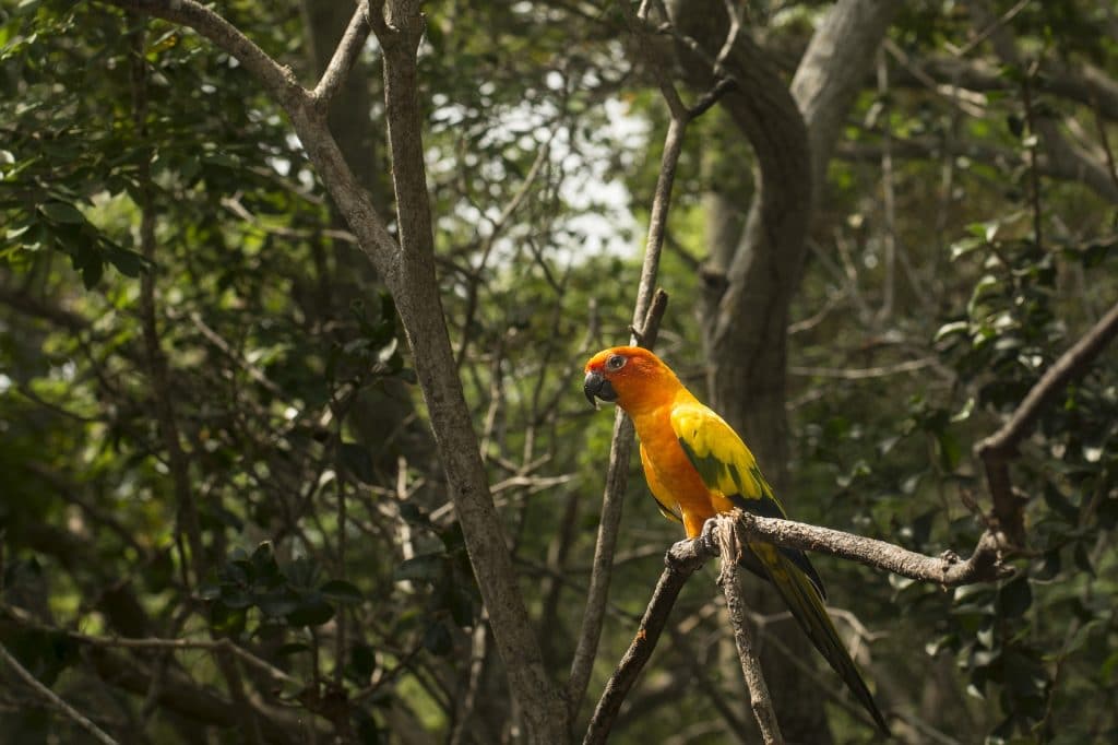 Visit the Amazon for nature in all its glory.