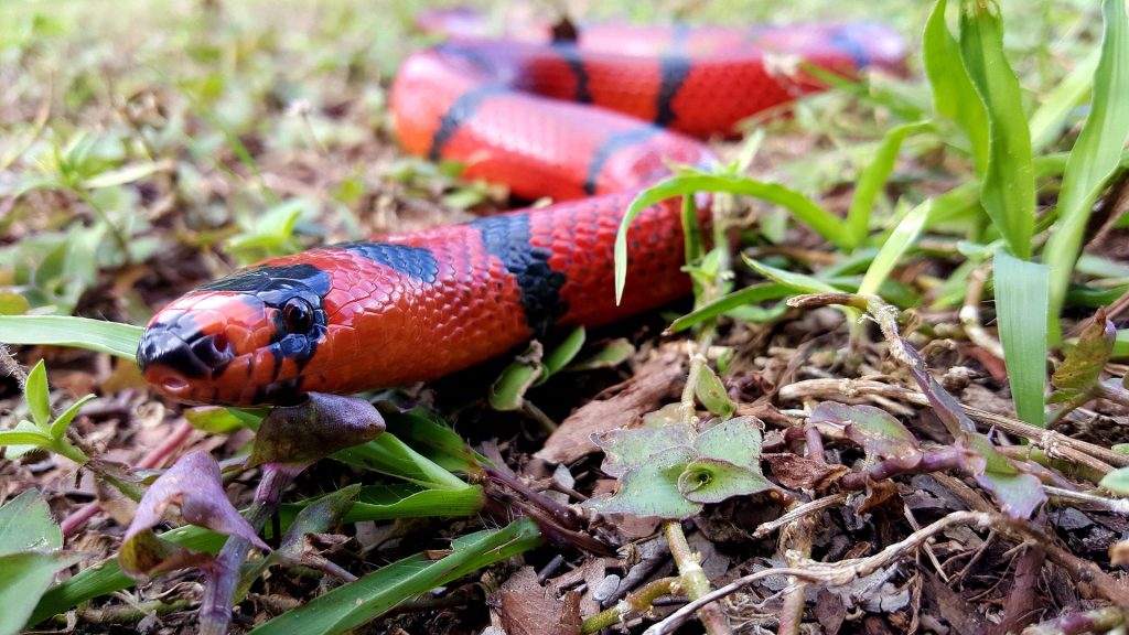 The red milk snake is not to be mistaken for the coral snake.