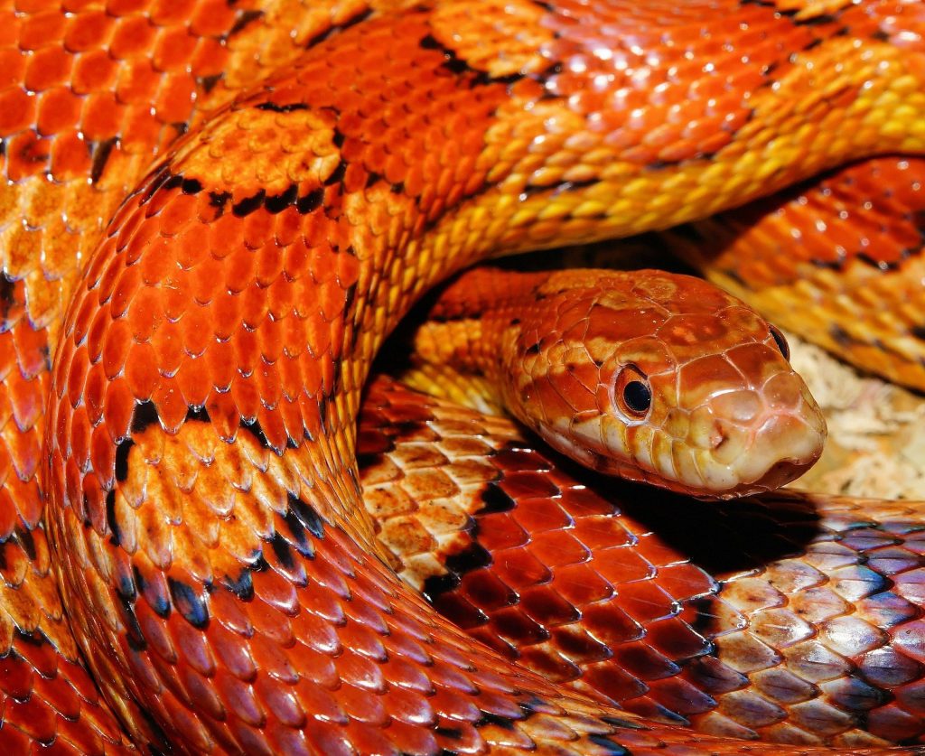 Corn snakes top our list of the cutest snake breeds in the world.