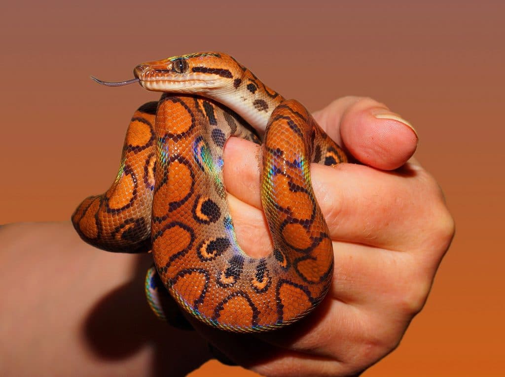 The Brazilian rainbow boa has beautiful colouring.