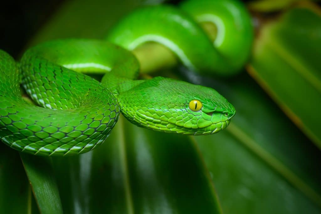 The emerald green pit viper is an iconic reptile.