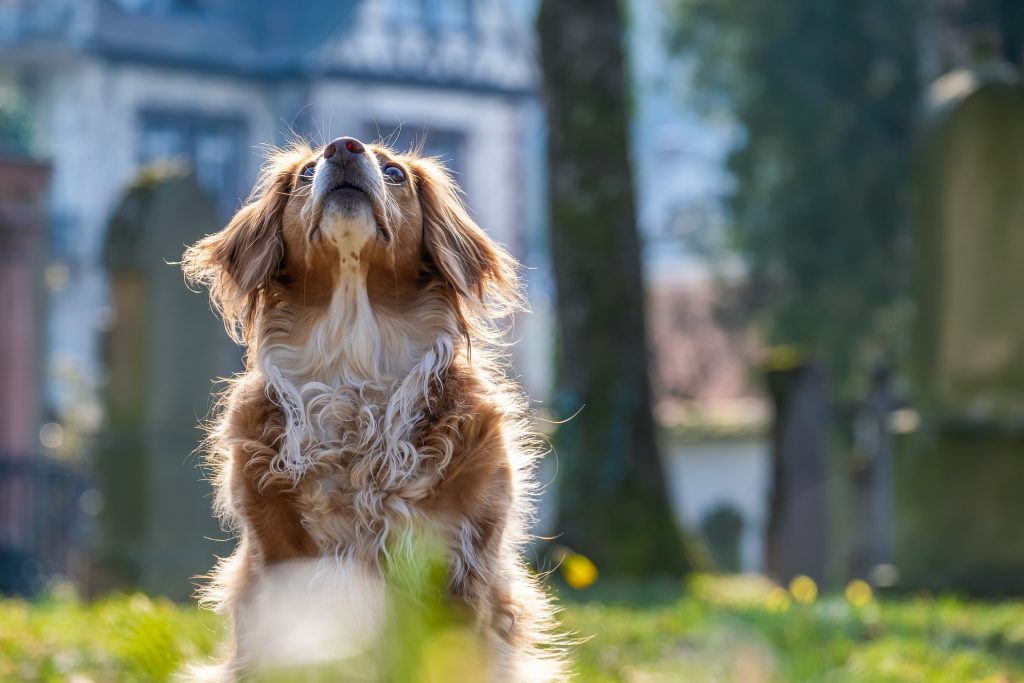 Aero is one of the cutest dog names we've ever heard.