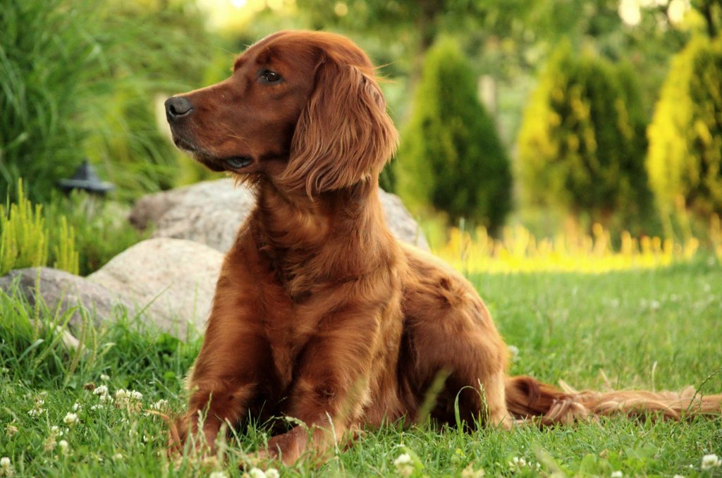 Brandy is a great name for an Irish pup.