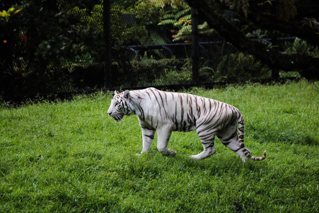 Panaewa Rainforest Zoo is one of the best things to do in Hilo.