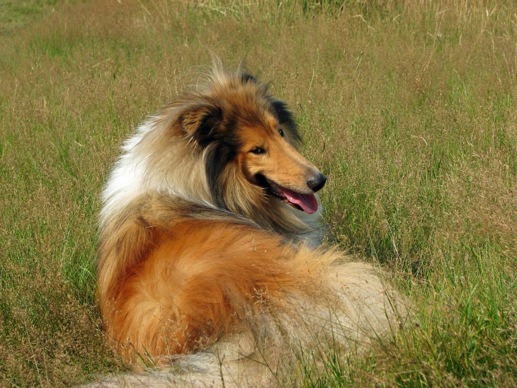 Lassie is a name inspired by the movies.