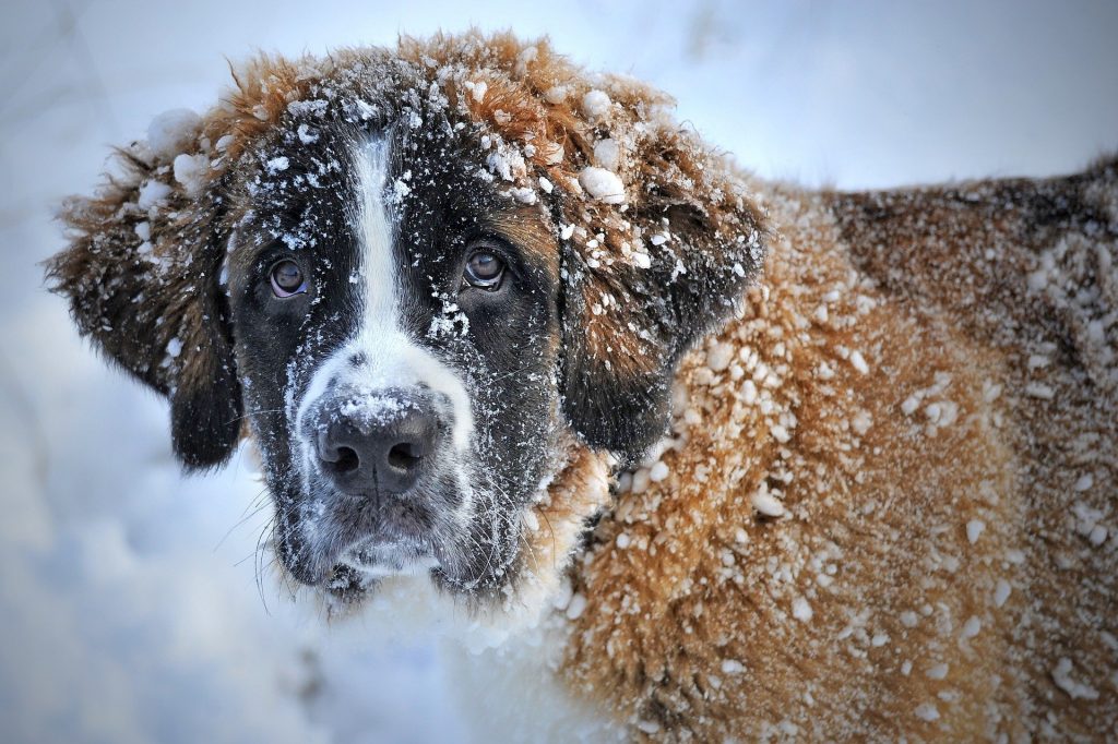 Bear is a great name for big dogs.