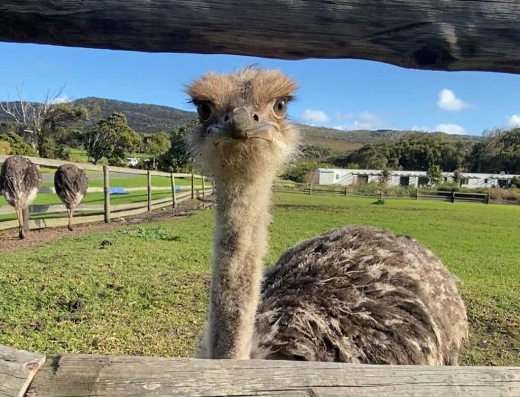 You can feed a real life Ostrich.