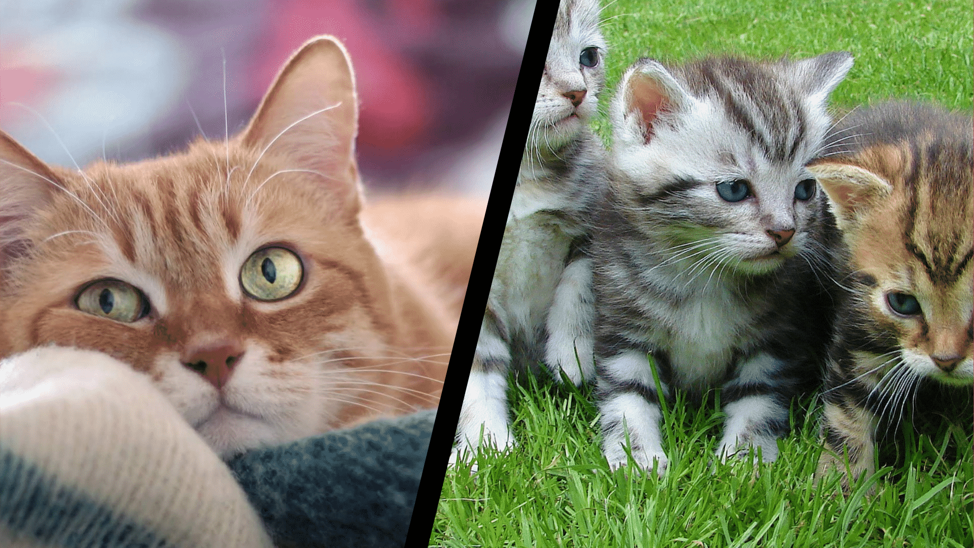 The 50 cutest cat names, RANKED in order of CUTENESS