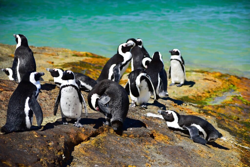 Visiting the penguins at Boulders Beach is one of the best things to do in Cape Town with kids.