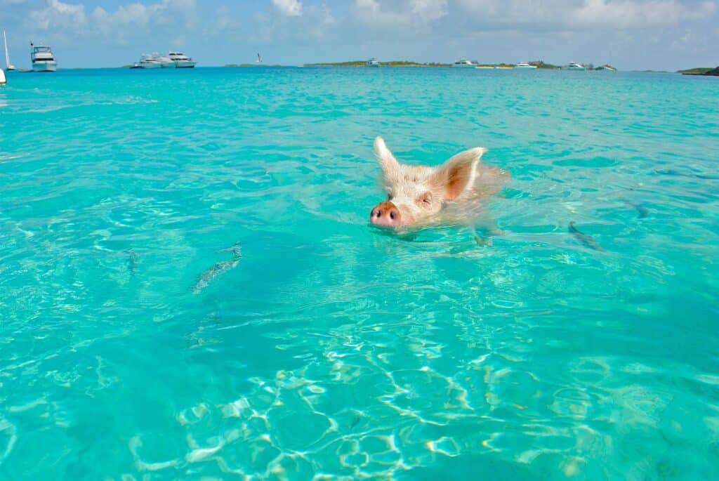 Big Major Cay is the famous Pig Beach.