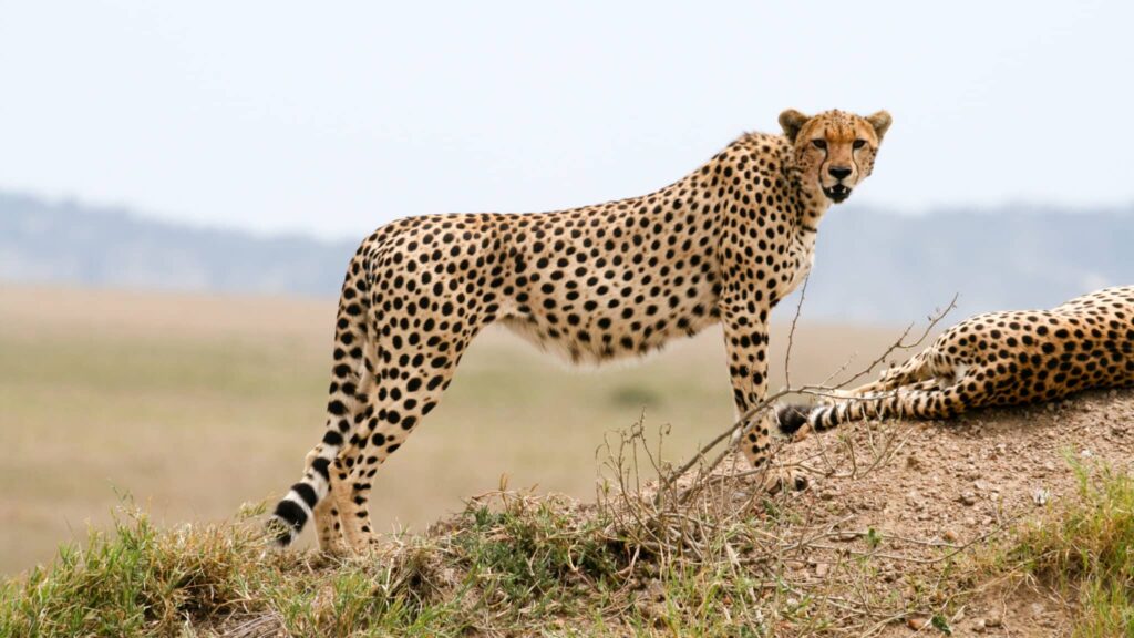 Cheetahs are the world's fastest land animals.