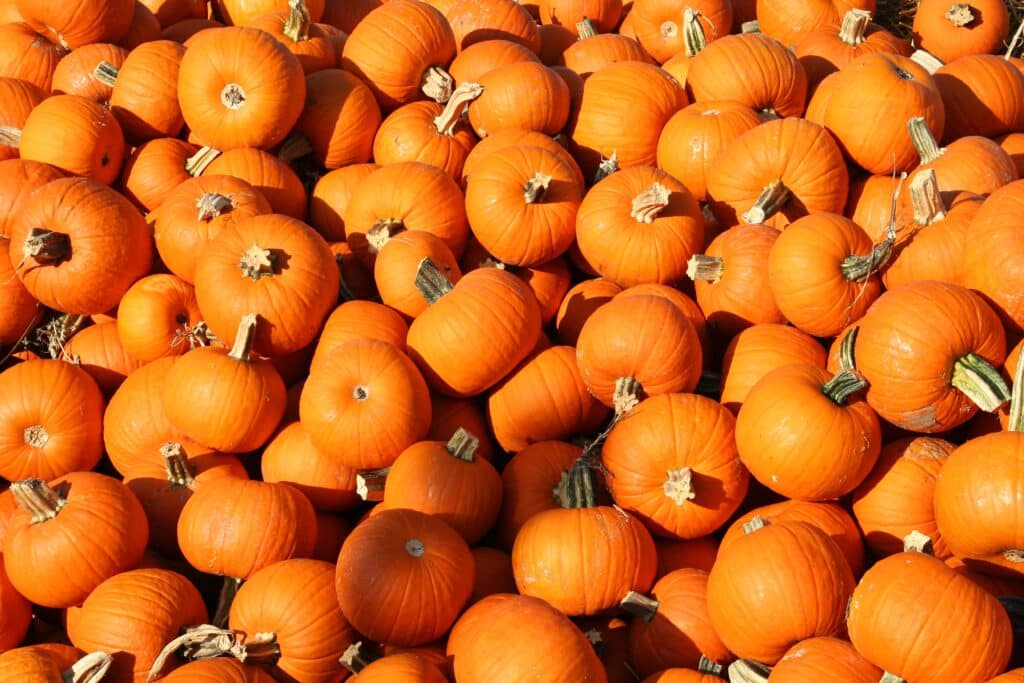 What to do with your pumpkins after Halloween, compost them!