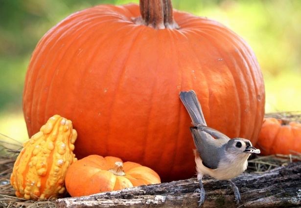 Turn your pumpkin into a bird feeder!