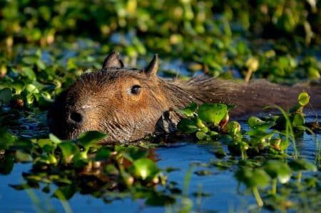 Top 10 FRIENDLIEST animals in the WORLD