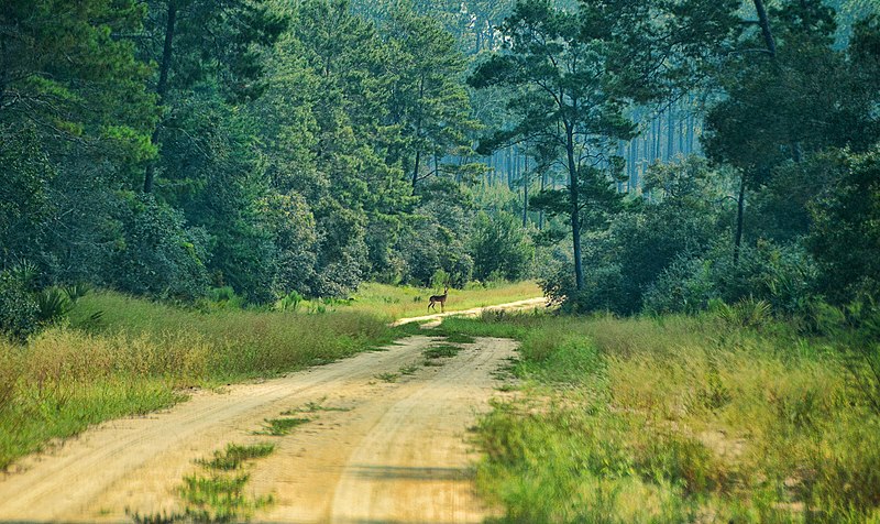 Ocala National Forest is one of the best hidden gems in Florida.