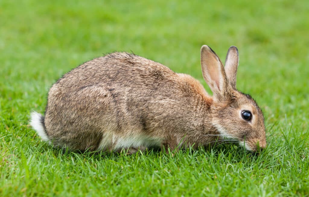 Rabbits are some of the friendliest animals in the world.