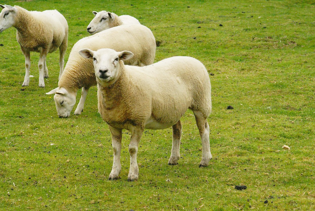 Sheep are the friendliest animals on the farm.