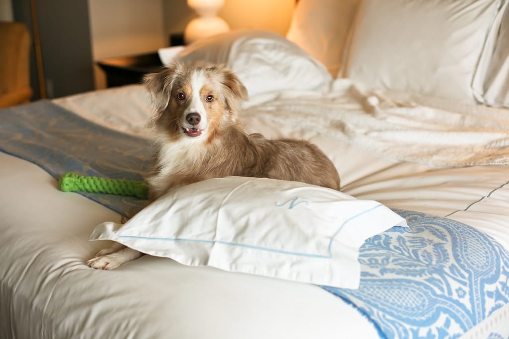 FAQs about the best dog-friendly hotels in Brighton.