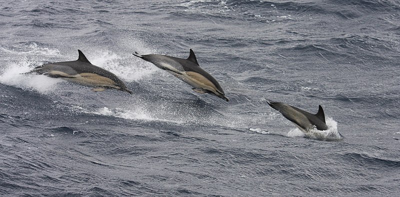 Diving is one of the best things you can do on the Isle of Man, especially if you want to experience fantastic dive spots. 