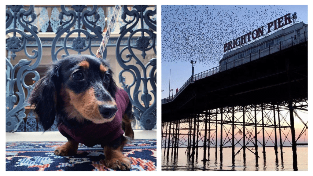 Top 10 best dog-friendly hotels in Brighton.