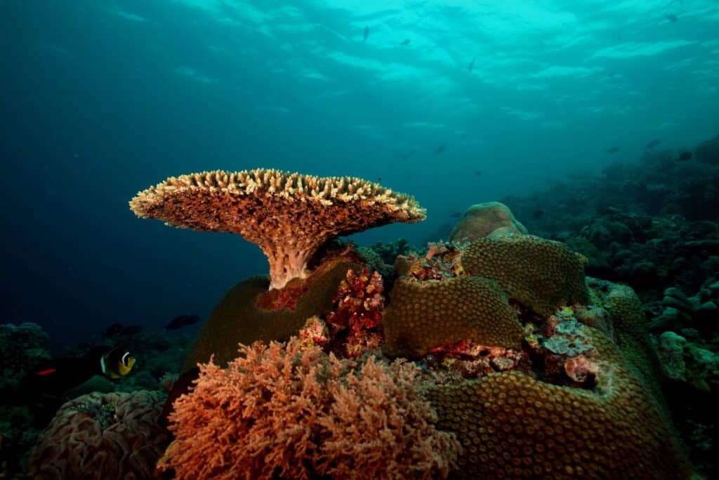 Tubbataha is one of the most beautiful coral reefs.