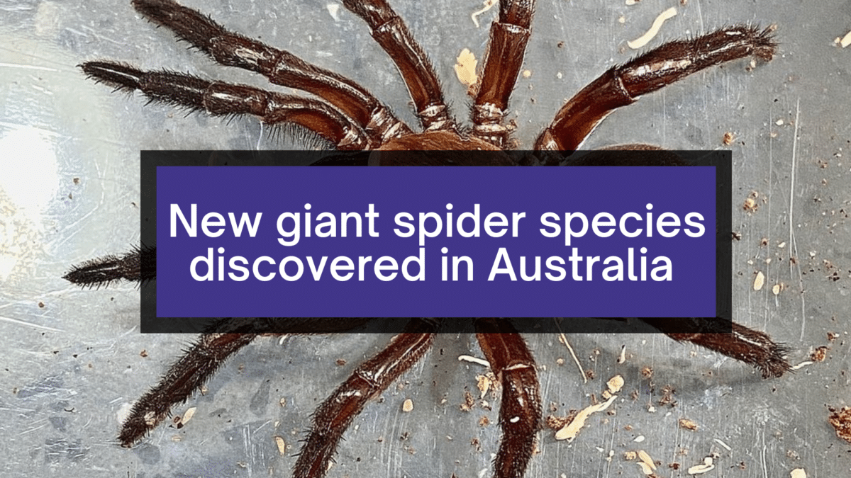 New GIANT SPIDER species discovered in Australia