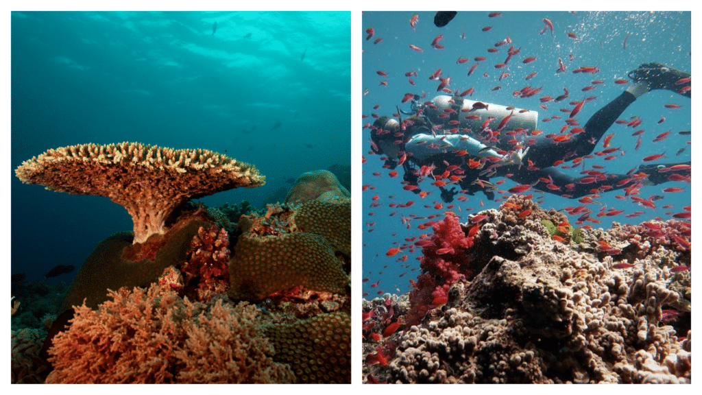 Top 10 most beautiful coral reefs in the world, ranked.