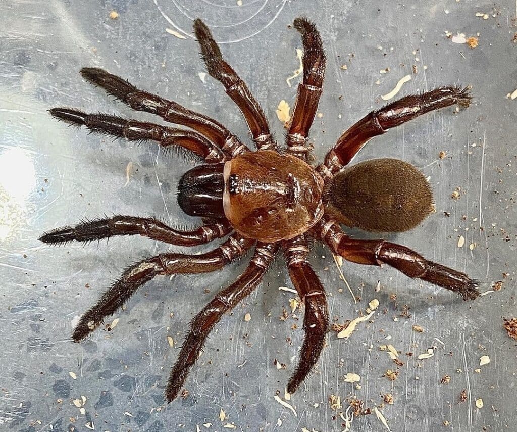 The Golden Trapdoor spider.