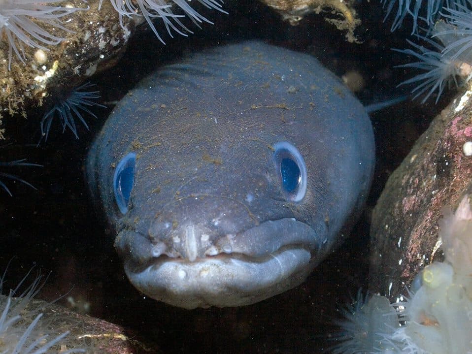 Anglesey Sea Zoo is one of the best things to do in Anglesey.