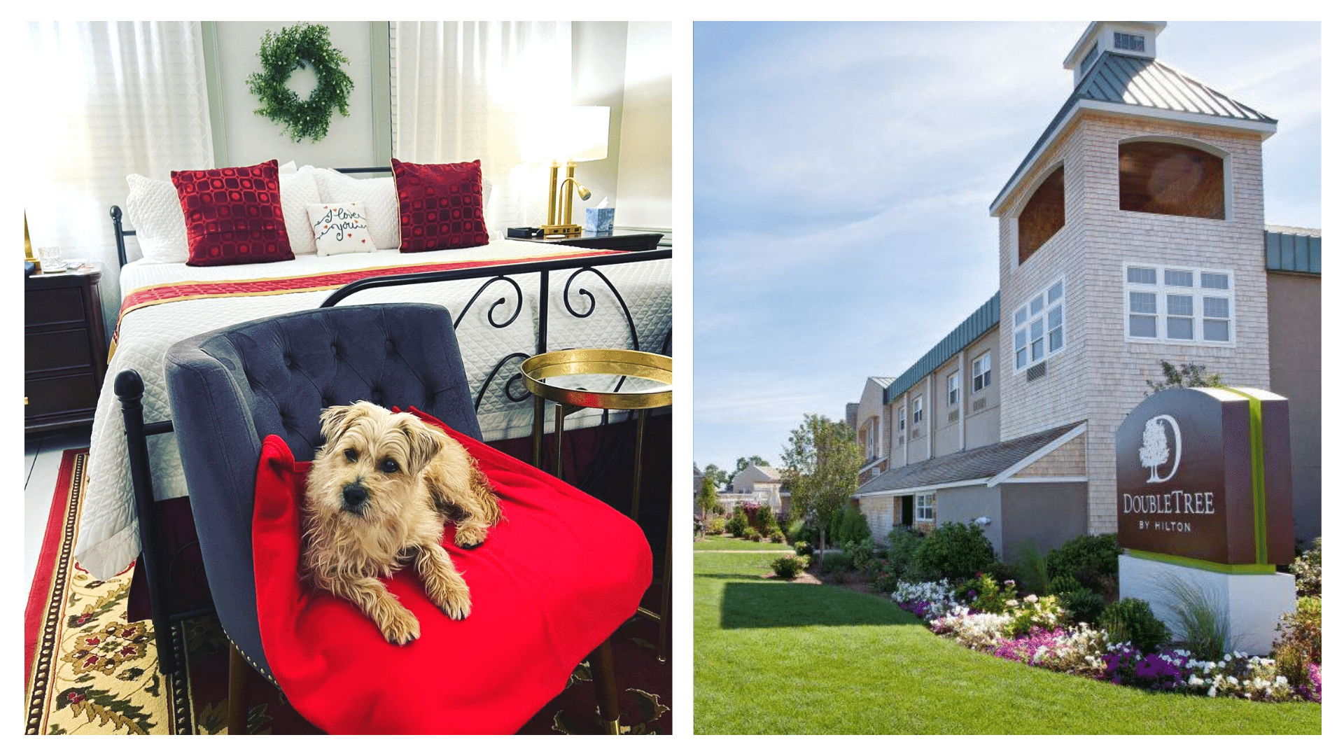 Dog friendly hotels sales cape cod