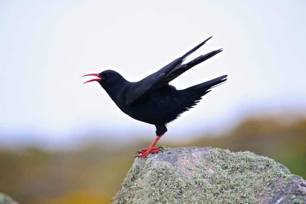 RSPB Cymru Ynys Lawd is one of the best things to do in Anglesey.