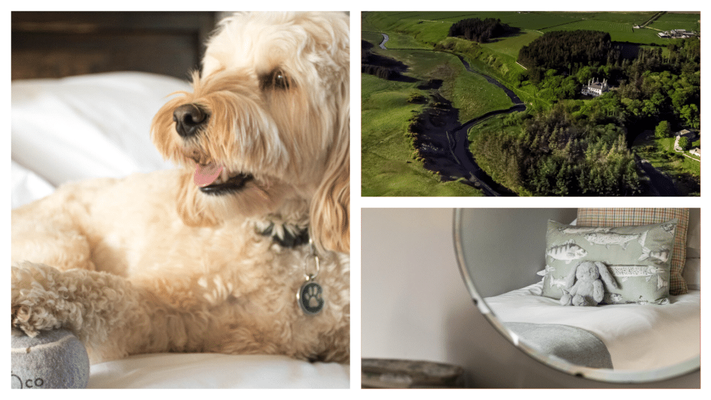 Forss House Hotel is one of the best dog-friendly hotels in Scotland.