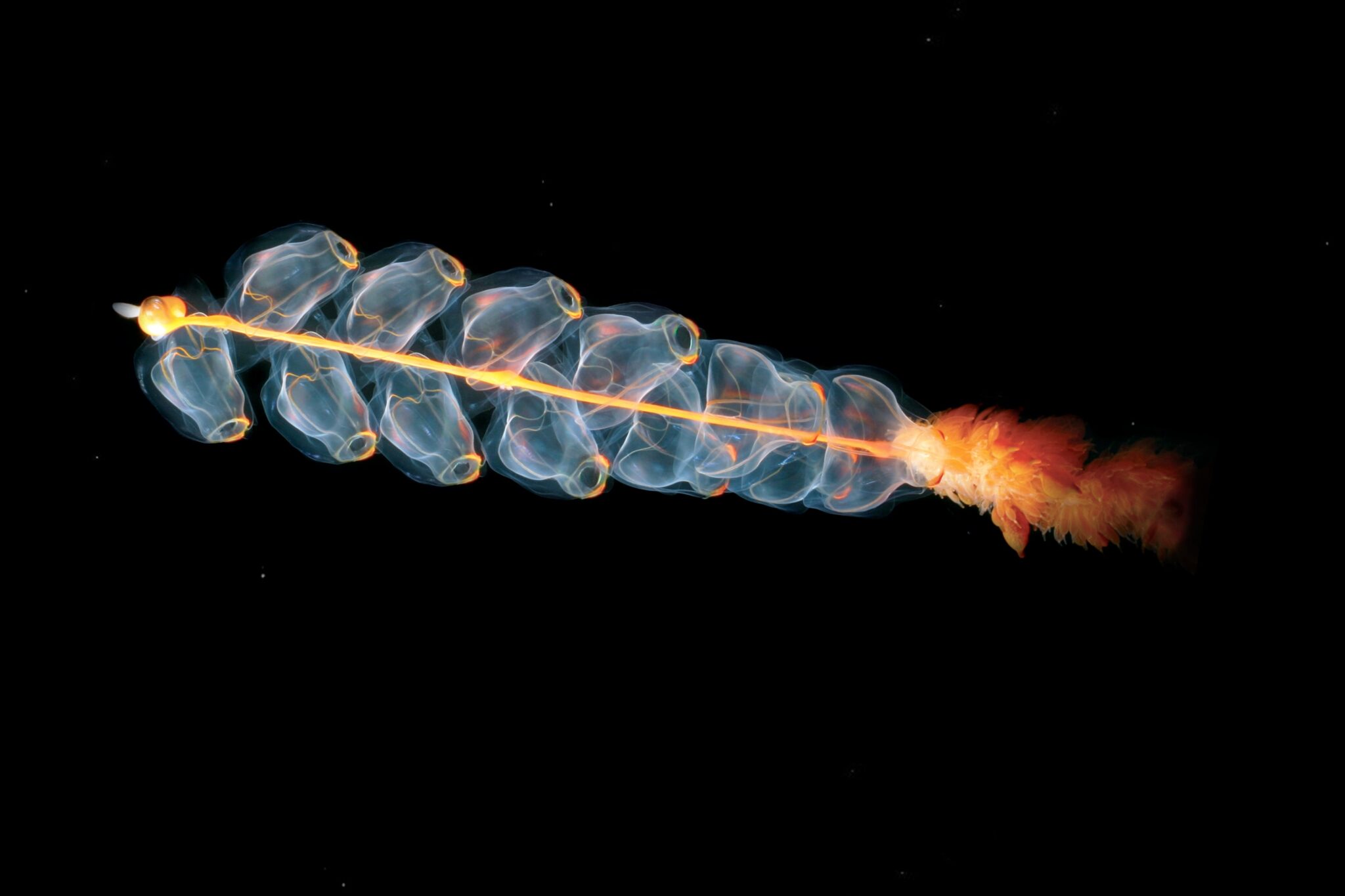 10 RAREST and WEIRDEST deep-sea species