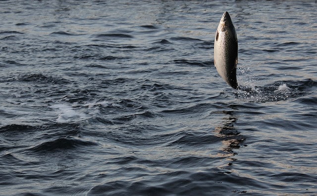 Escaping predators is one of the reasons why fish jump out of the water.