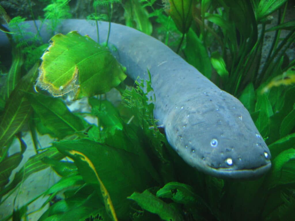 The electric eel can generate electric shocks.