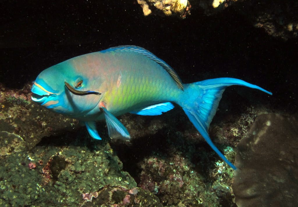 Parrotfish can make sand.