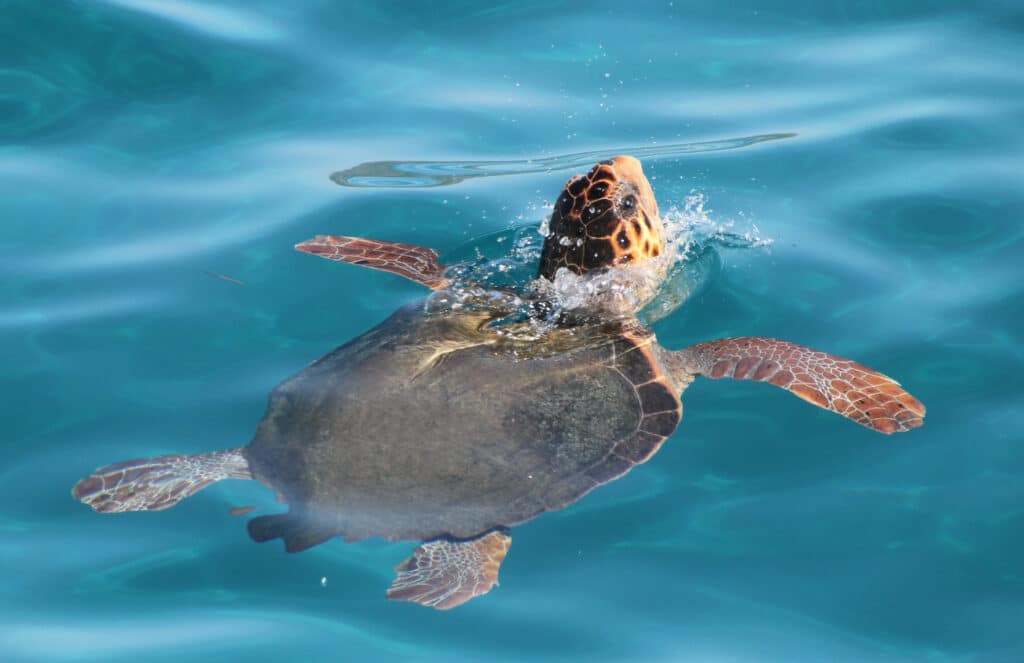 Zakynthos, also known as Zante, is a haven for loggerheads.