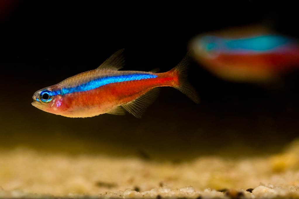 The cardinal tetra is one of the most colourful fish species for your tank.