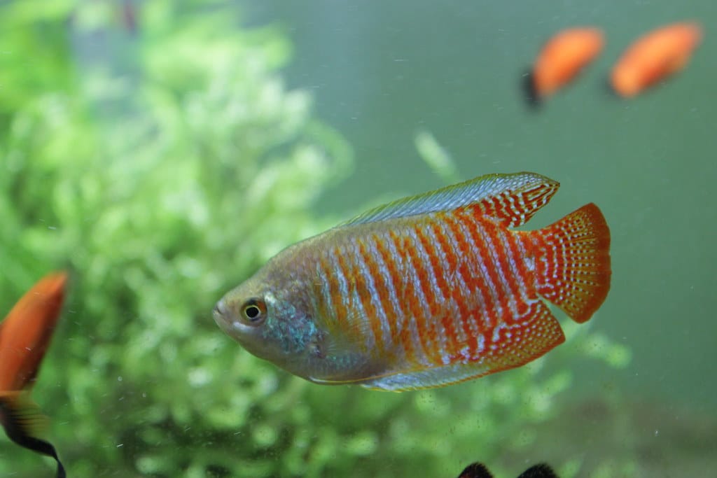 The dwarf gourami is one of the most colourful fish species for your tank.