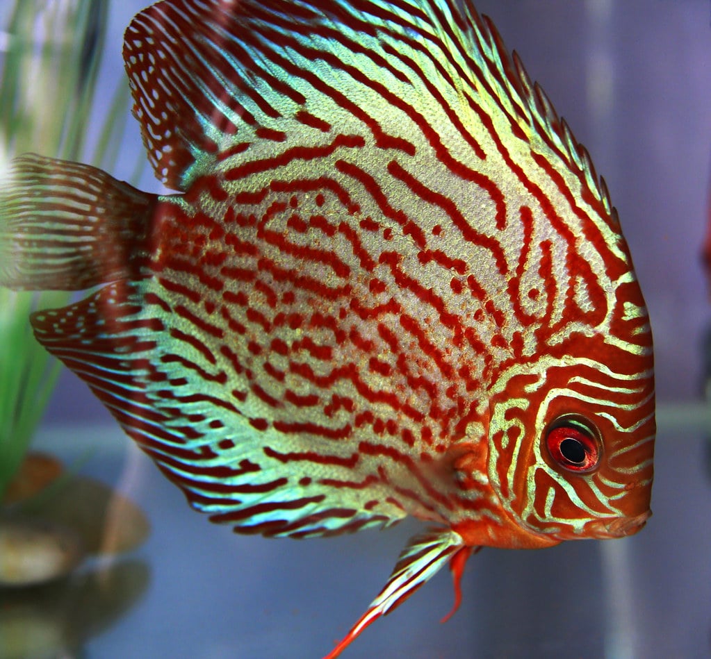 The discus is one of the most colourful fish species for your tank.