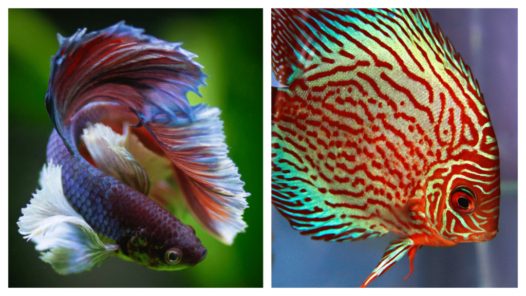 Aquarium Wonders: 10 colourful fish species for your tank.