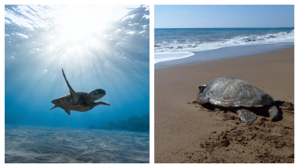 Where to swim with turtles in Europe: the 10 best spots.