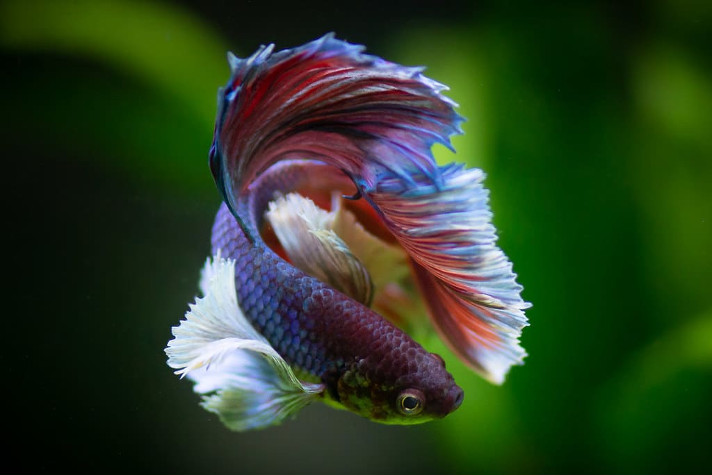 The Betta Fish is one of the most colourful fish species for your tank.