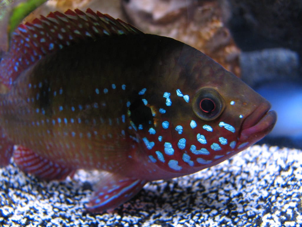 Last up on our list of the top fish for your aquarium. 