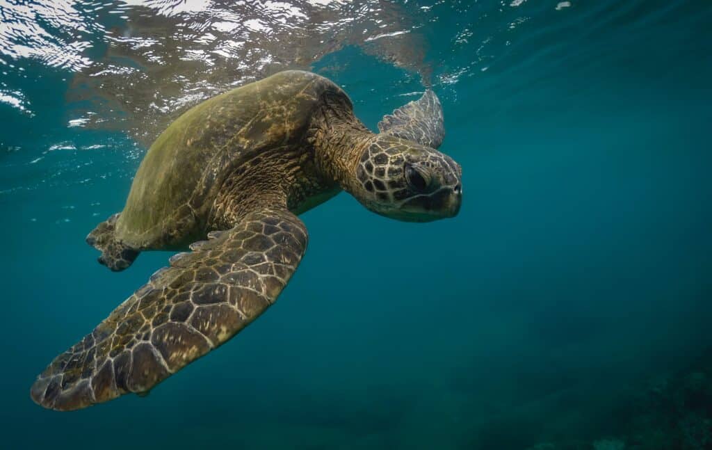 Six out of seven species have been recorded in UK waters.